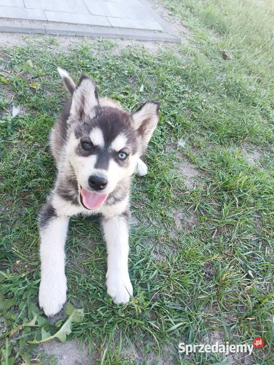 Szczeniak Husky Syberian szczeniaki Husky Zwierzęta Widełka