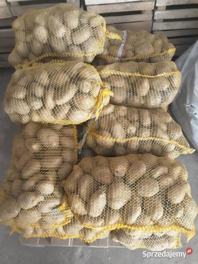 sprzedam ziemniaki odmiana JUREK Rośliny okopowe łódzkie Łęczyca