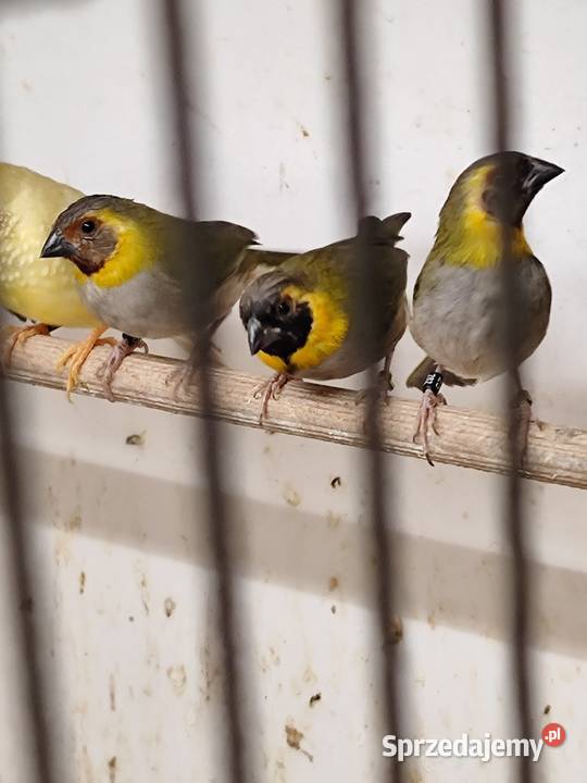 Kubanik mniejszy samce 2025 małopolskie