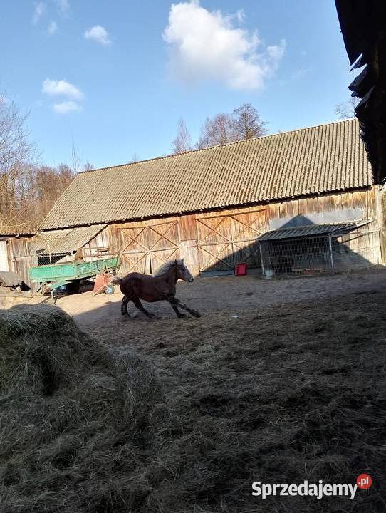 Źrebak Długosiodło