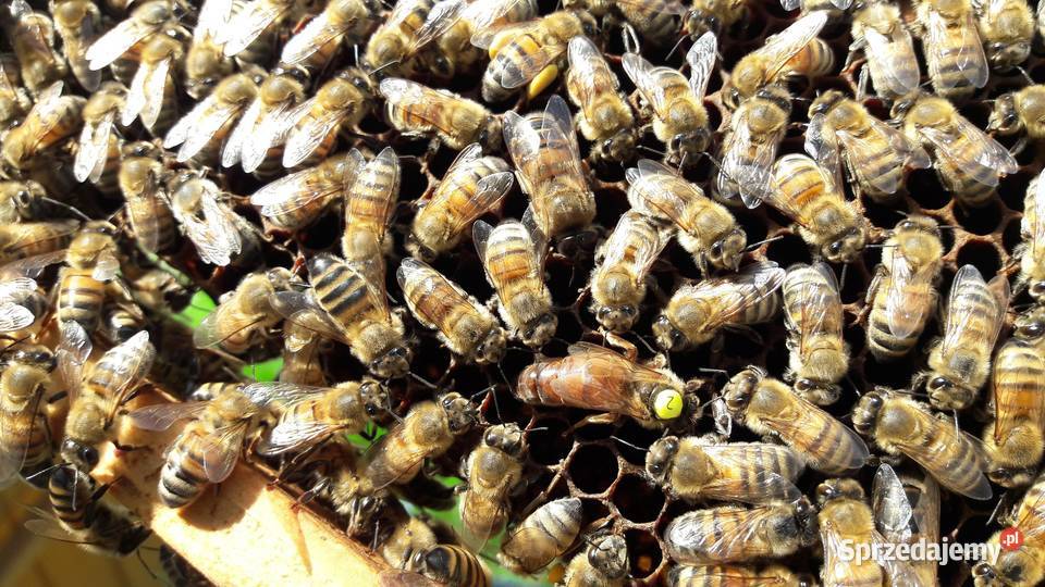 Przezimowane rodziny pszczele Nowa Wieś