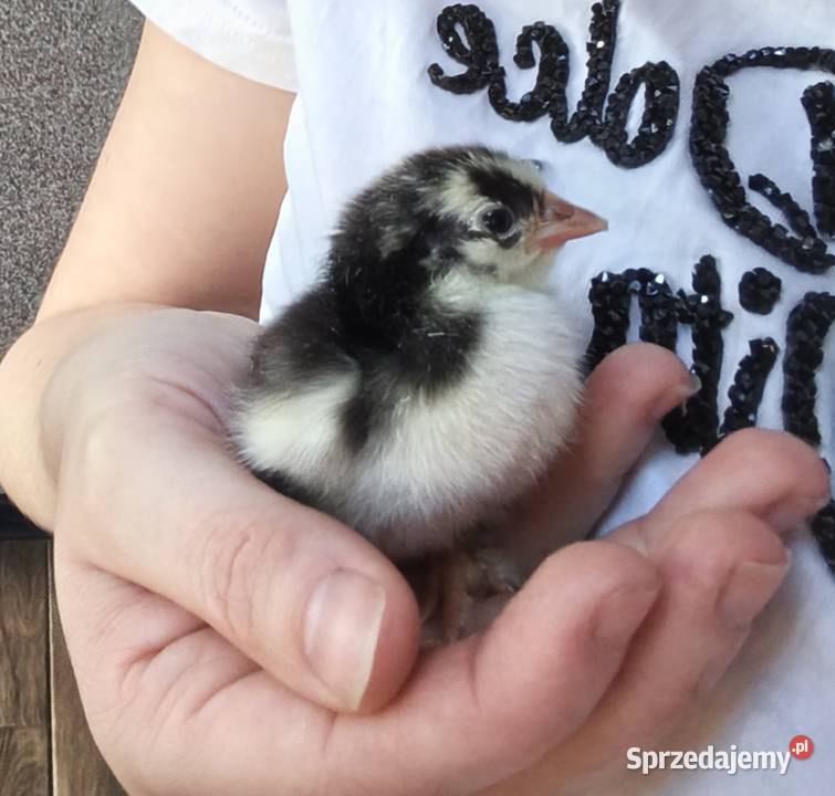 Jaja lęgowe kochin miniaturowy Zajezierze