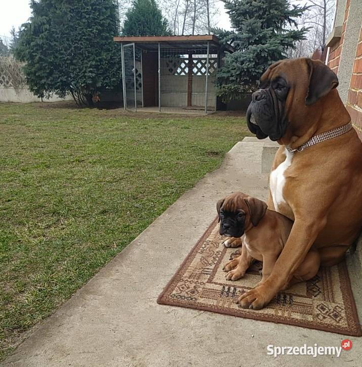 Bokser szczenię Wrocław