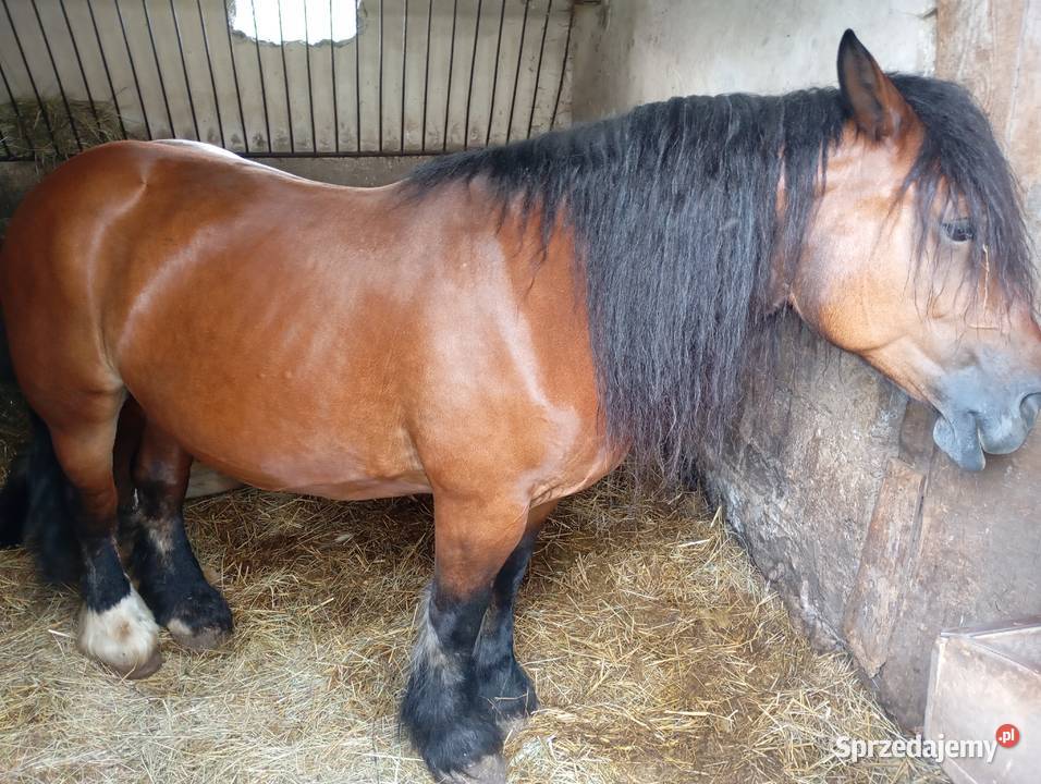 Sprzedam klacz zimnokrwistą w typie ardena lubelskie Izbica-Wieś