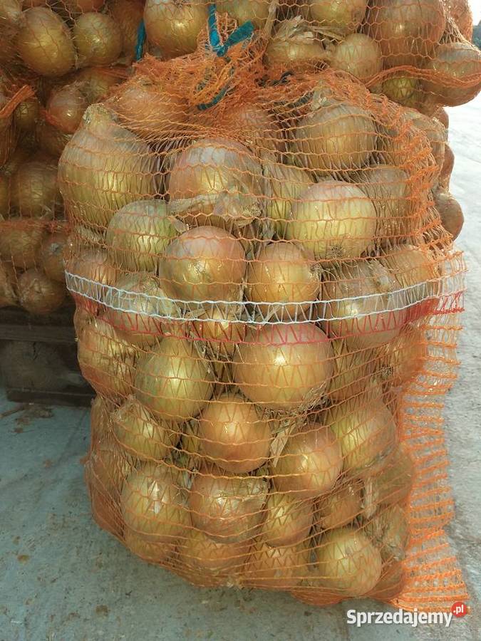 Cebula warmińsko-mazurskie Sokoły sprzedam