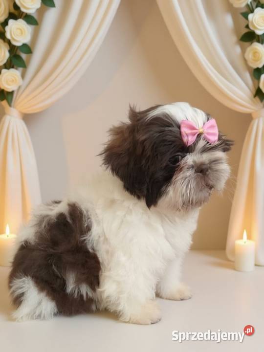 Biało czekoladowa śliczna suczka rasy ShihTzu Namysłów
