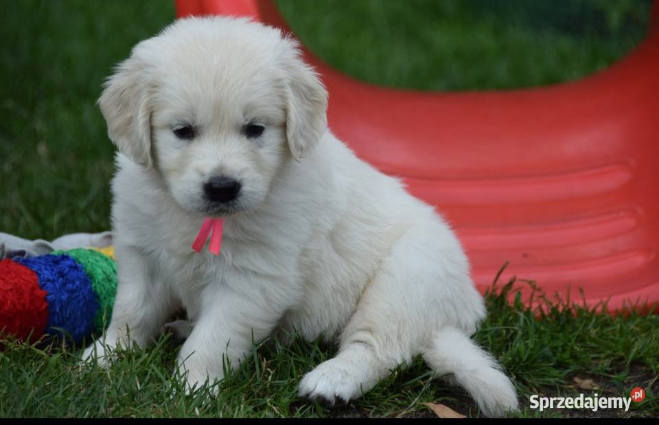 Golden Retriever szczenięta ZKWP FCI mazowieckie Łochów sprzedam