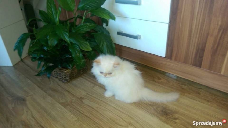 pers persy perskie opolskie Opole