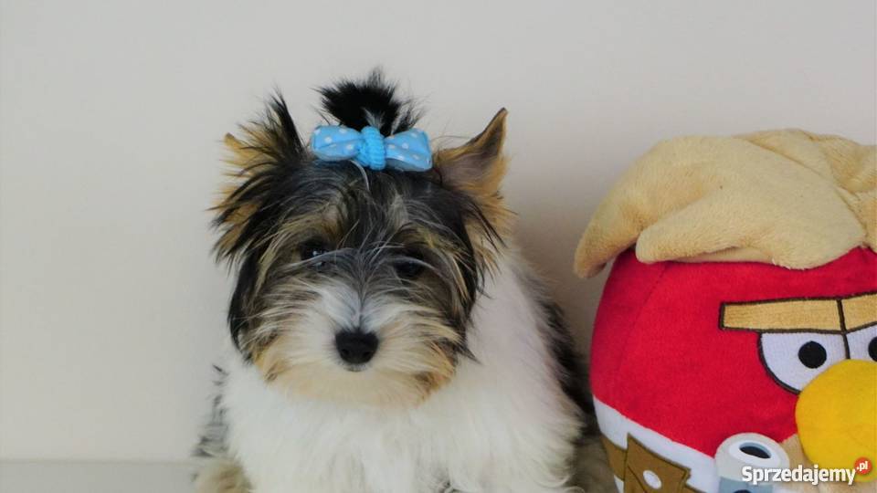 Biewer Yorkshire Terrier z metrykami ZKwP FCI Poddębice