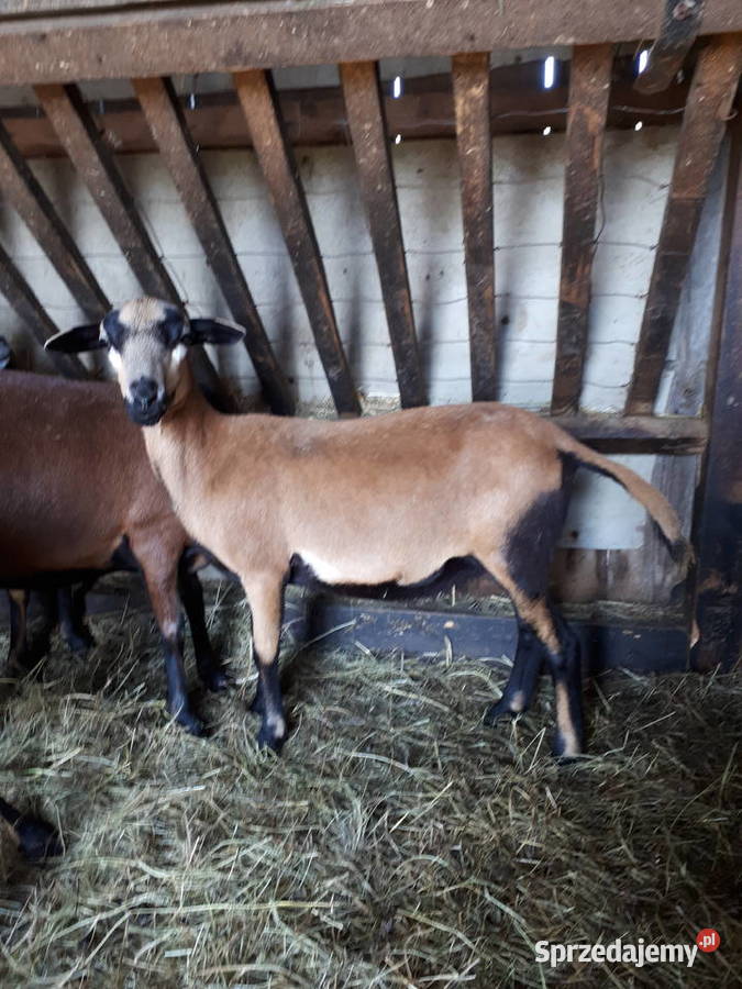 Owce kameruńskie barbados Wodzisław Śląski