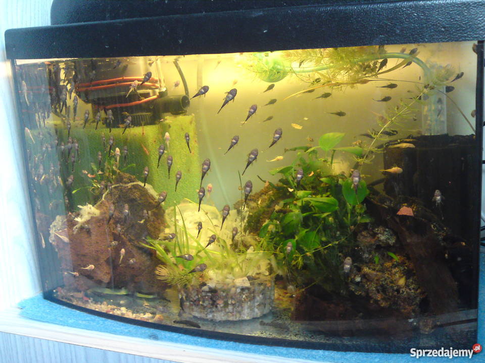 Glonojad Zbrojnik Ancistrus 1525 80grsz małopolskie Olkusz