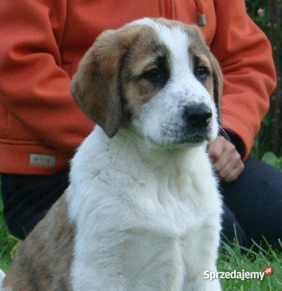 Owczarek środkowoazjatycki rodowodowe szczenięta Olecko