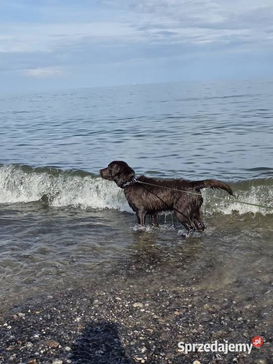 8 miesiecznyLabrador Retriever Szczecin