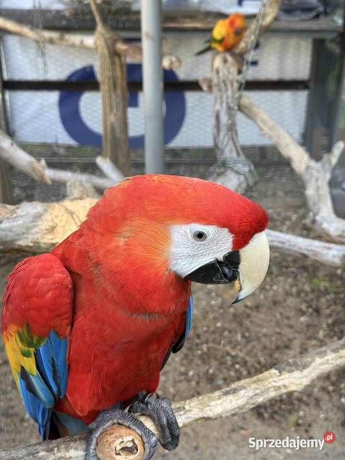 Papuga Ara Macao samiec ręcznie karmiona kujawsko-pomorskie Brodnica