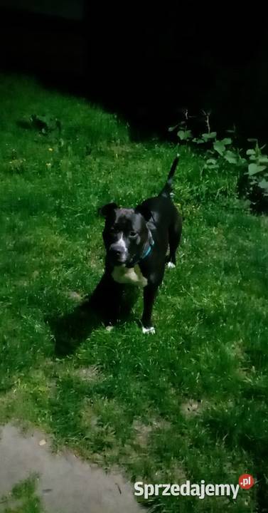 SUCZKA MARENGO Dąbrowa Górnicza