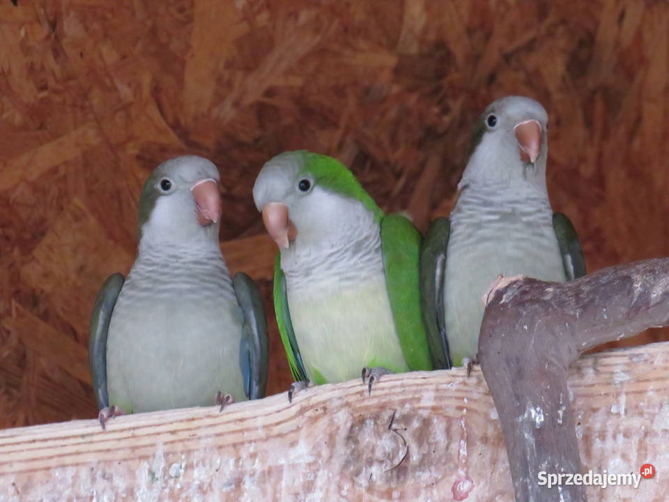 Mnicha nizinna Pilawa