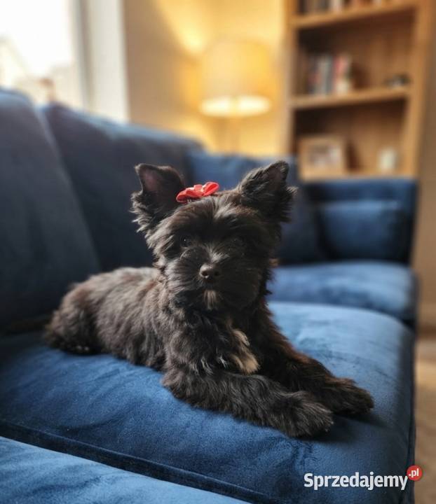 Yorkshire Terrier czarna sunia