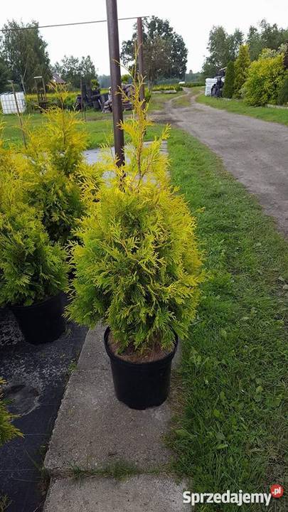 Thuja Yellow Ribbon żółta 6080 PRODUCENT Rydzyny sprzedam