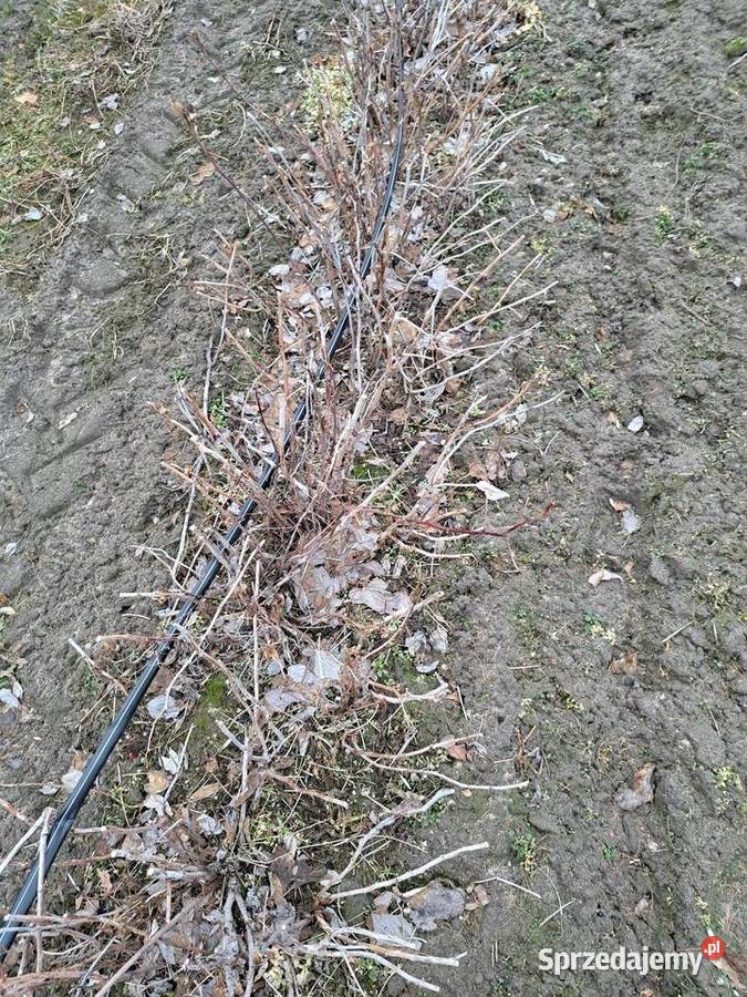 Sprzedam sadzonki malin Polana Nowe Miasto nad Pilicą