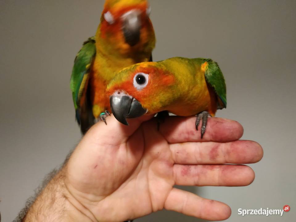 Konura słoneczna ręcznie karmiona oswojona 2020 małopolskie Budzów