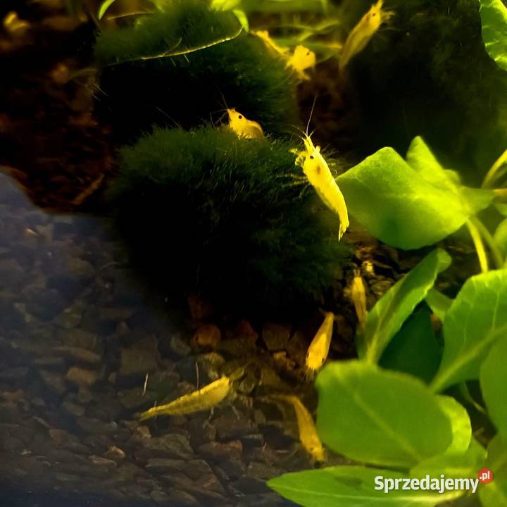 Krewetki neocaridina YELLOW Opole