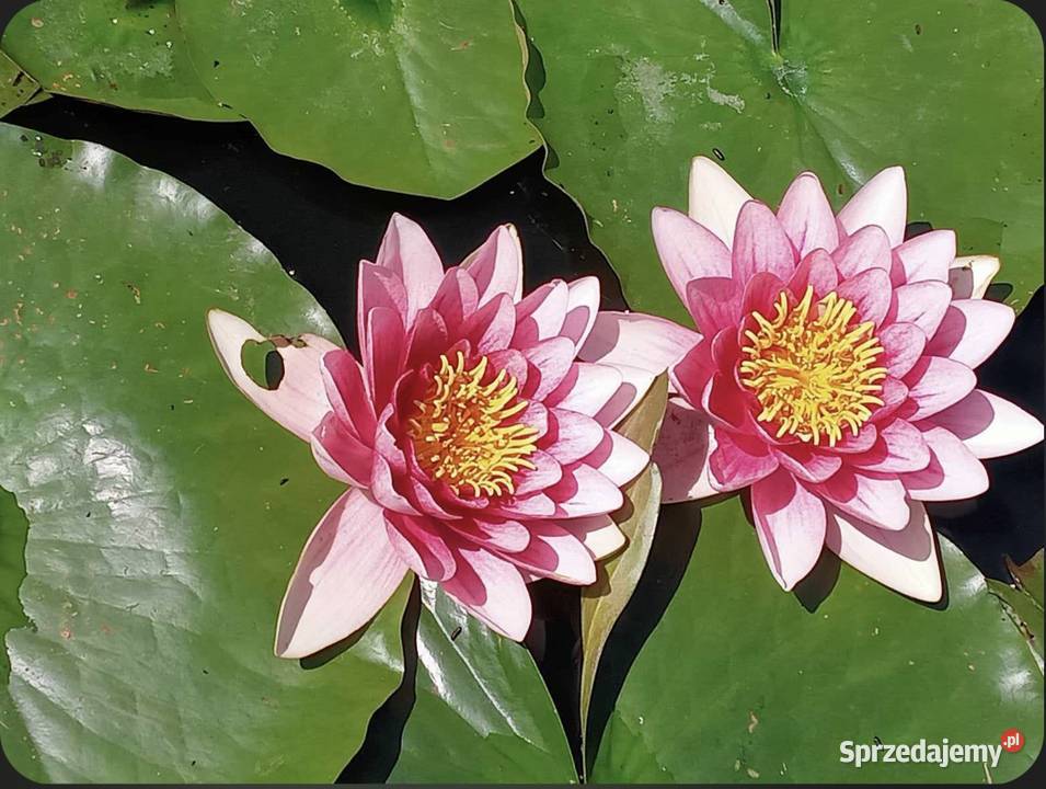 Lilie wodne do stawów i oczek wodnych Częstochowa sprzedam