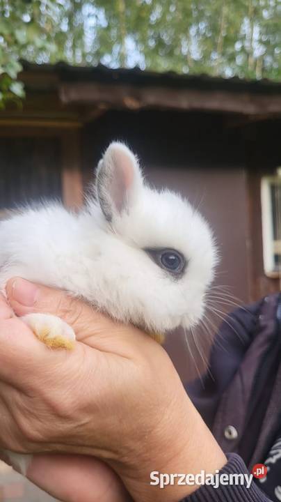 Sprzedam króliki miniaturki