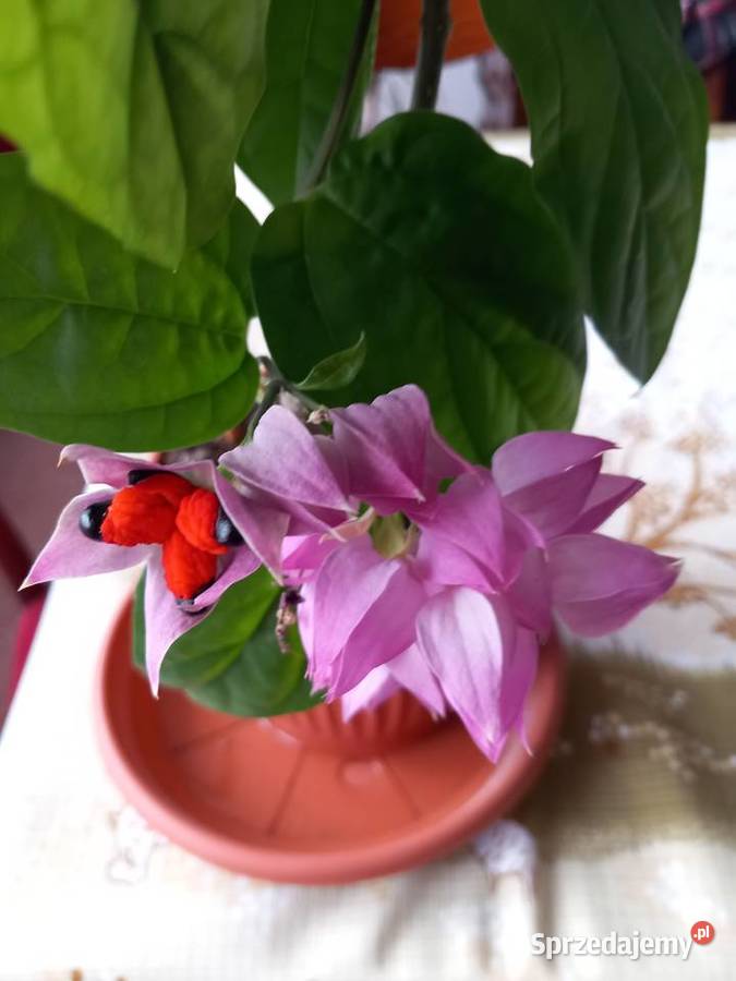 Szczęślin roślina kwitnąca Sosnowiec sprzedam