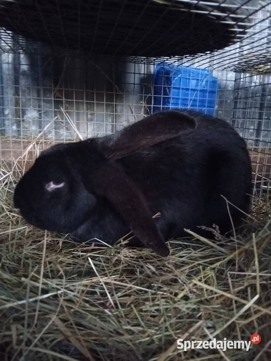 Sprzedam króliki sprzedam