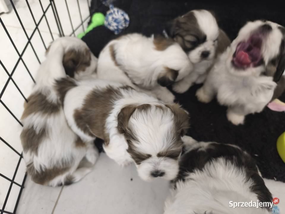 Szczeniaki shih tzu szukają domków Mrągowo sprzedam