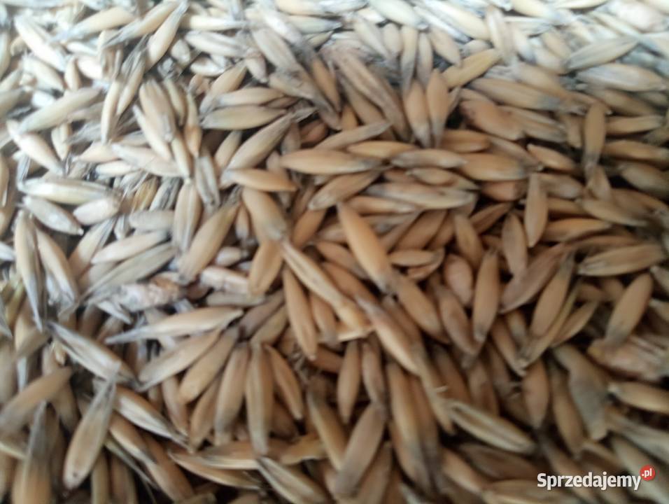 Owies sprzedam Zboża Pińczyce