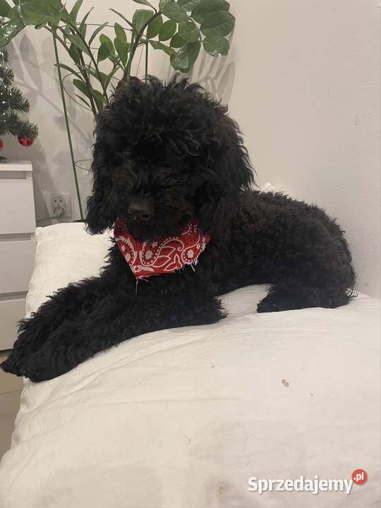 Pudel Miniaturowy piesek Danio sprzedam