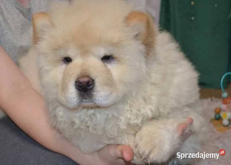 CHOW CHOW CZAU CZAU Drogusza