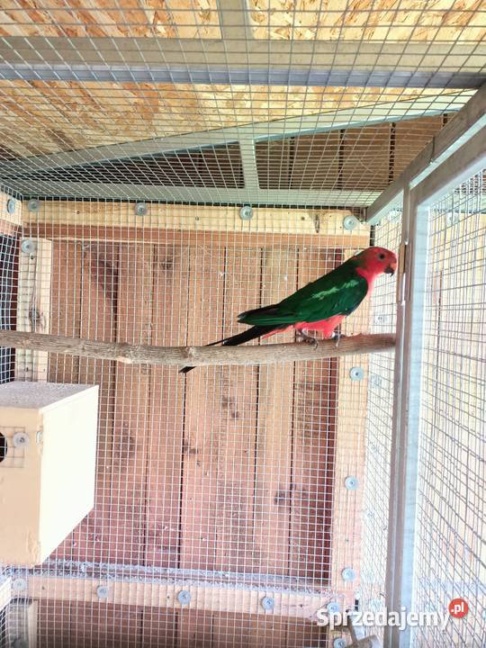 Szkarłatka królewska Strzelce Opolskie sprzedam