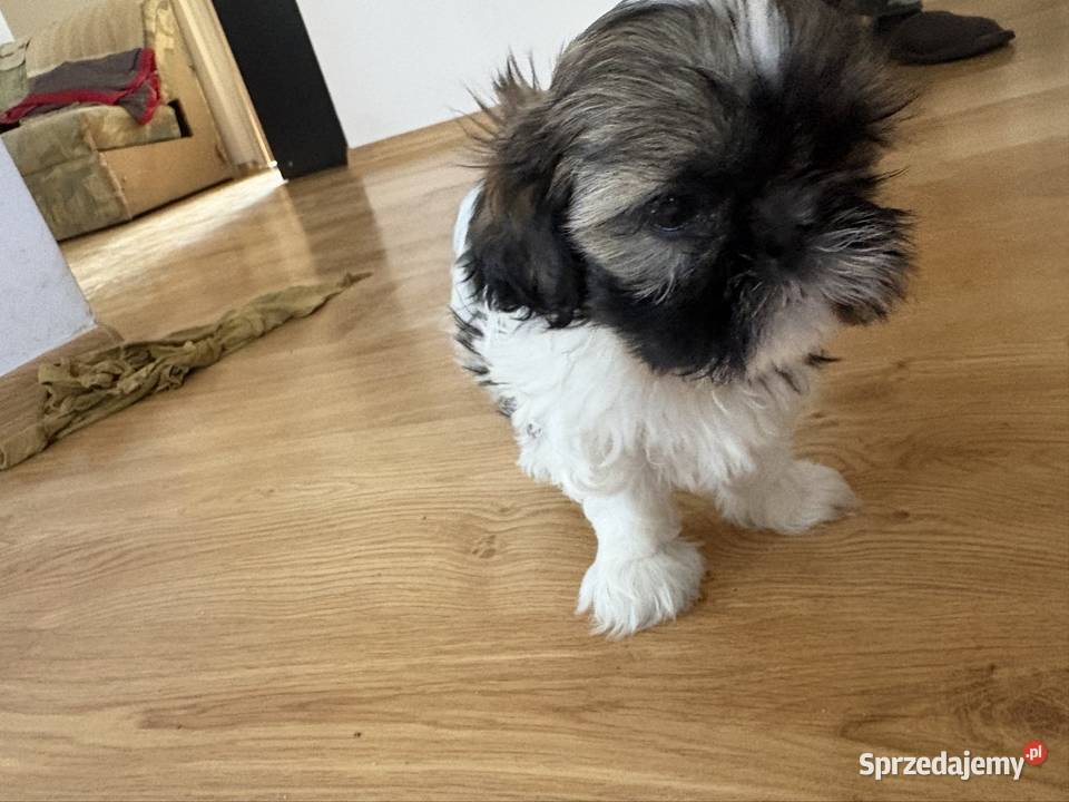 Suczka shih tzu Shih Tzu Lipa