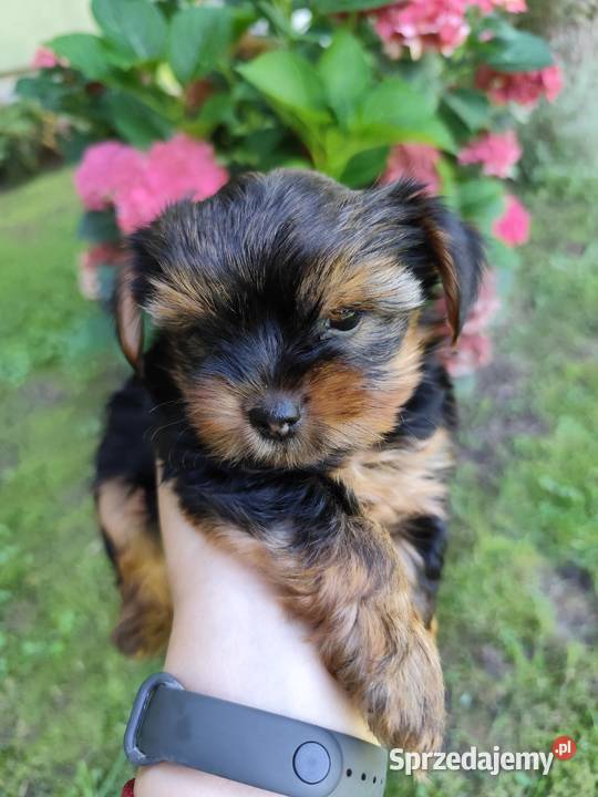 Yorkshire Terrier