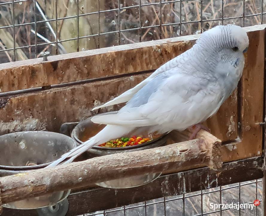 Sprzedam papugi Świergotki Ostrów Wielkopolski