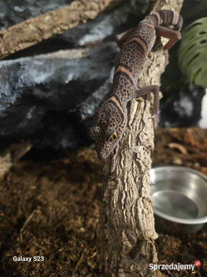 Goniurosaurus luii Samiec podkarpackie sprzedam