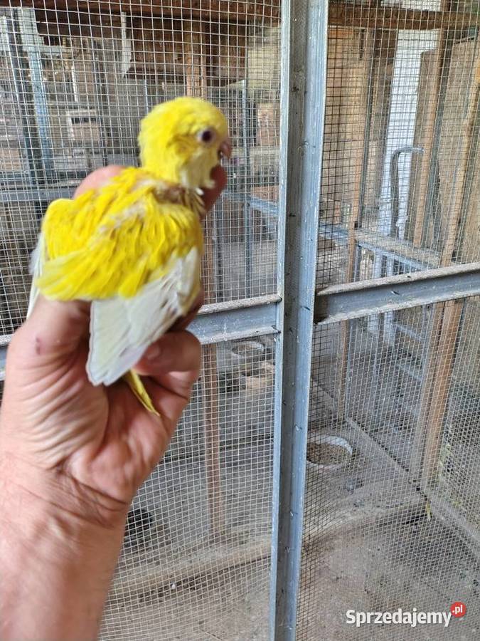 Żółty mnich do ręcznego karmienia