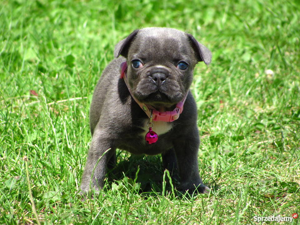 Buldog Francuski buldożki blue błękitne