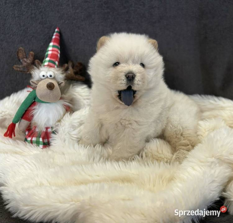 CHOW CHOW PIĘKNA SUNIA KREMOWA DO ODBIORU Warszawa sprzedam