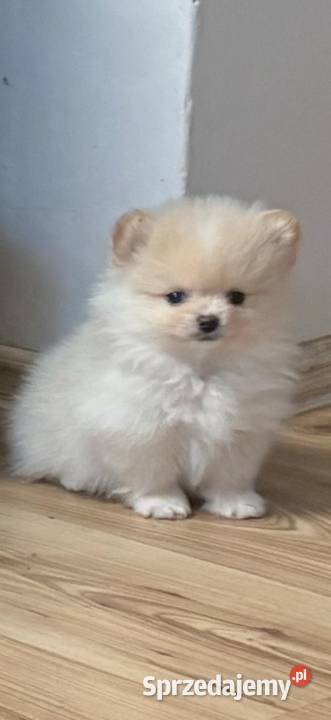 Szpic miniaturowy pomeranian Łukowa