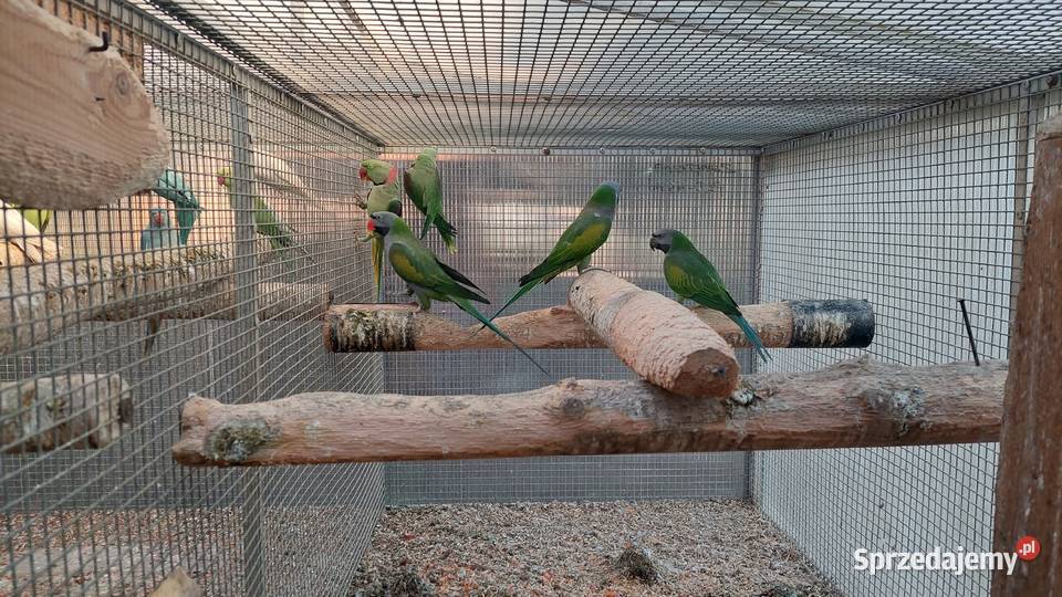 Aleksandretty chińskie para lęgowa i samica z Czarnocin sprzedam