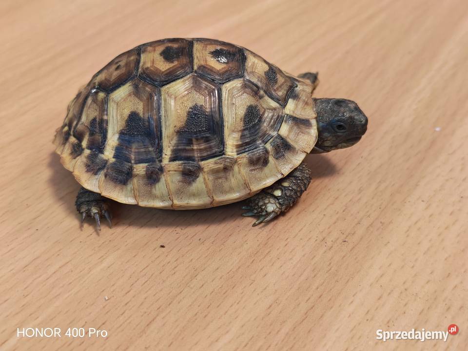 Żółw grecki mały dolnośląskie Oława