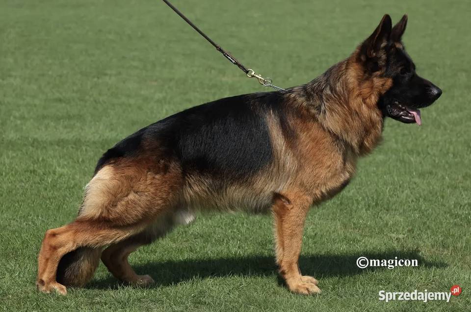 Owczarek Niemiecki Suka Rodowód FCI Owczarek sprzedam