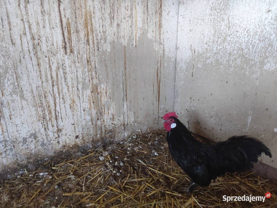 Cwergi cwerki koguciki wielkopolskie Kościan