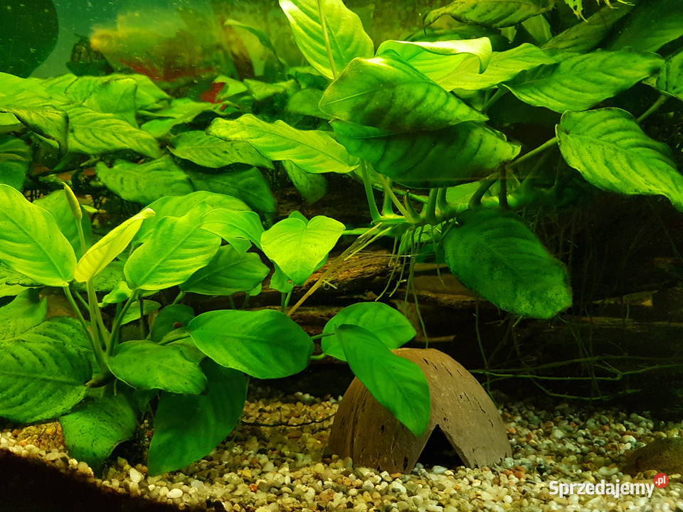 Anubias roślina akwariowa Mielec