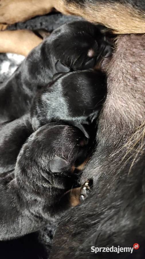 Rottweiler samiec ZKwPFCI Smyków