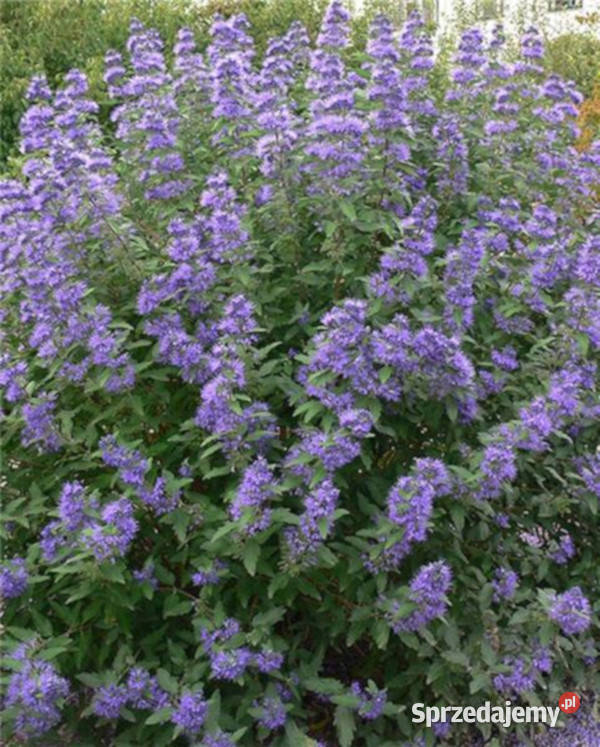 BARBULA KLADOŃSKA Heavenly Blue sadzonki w kujawsko-pomorskie Ustronie