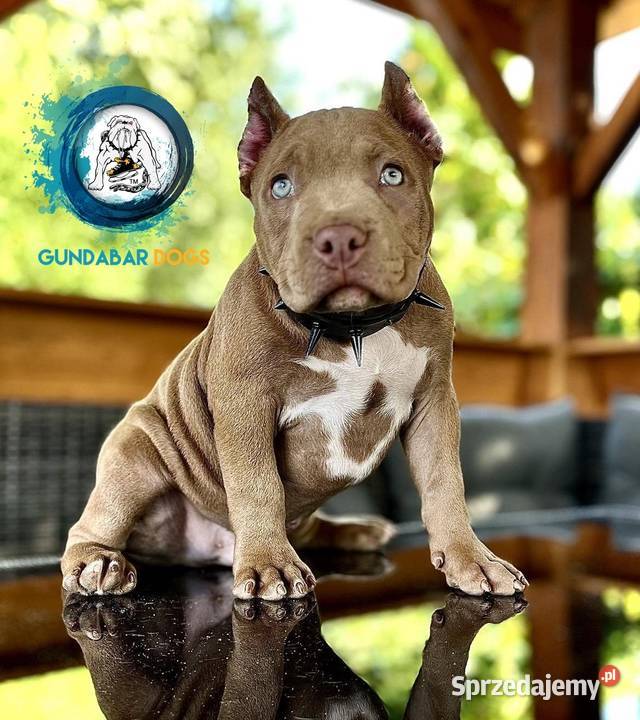 American Bully piesek ABKC